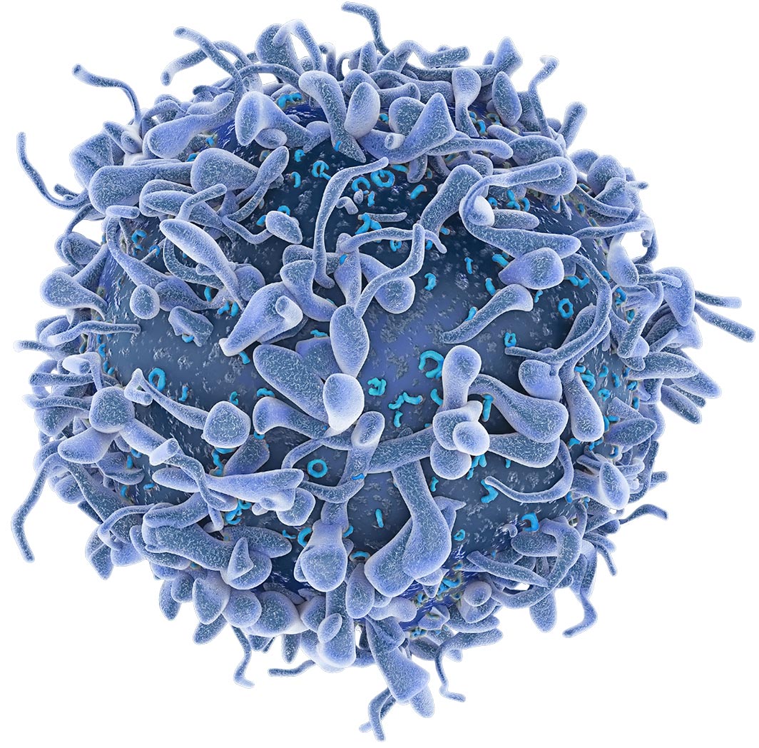 Adicet Bio | Gamma Delta T cells | Off the-shelf T cell therapy